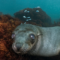 Погружение под воду с морскими котиками