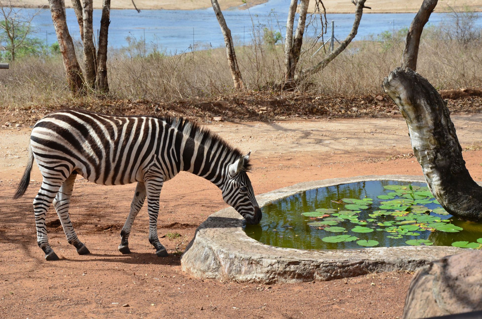 Экскурсия в Marloth Park - Beloc