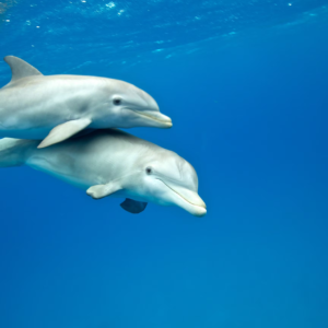 Подводные водопады на полуострове Ле Морн Брабан, Маврикий